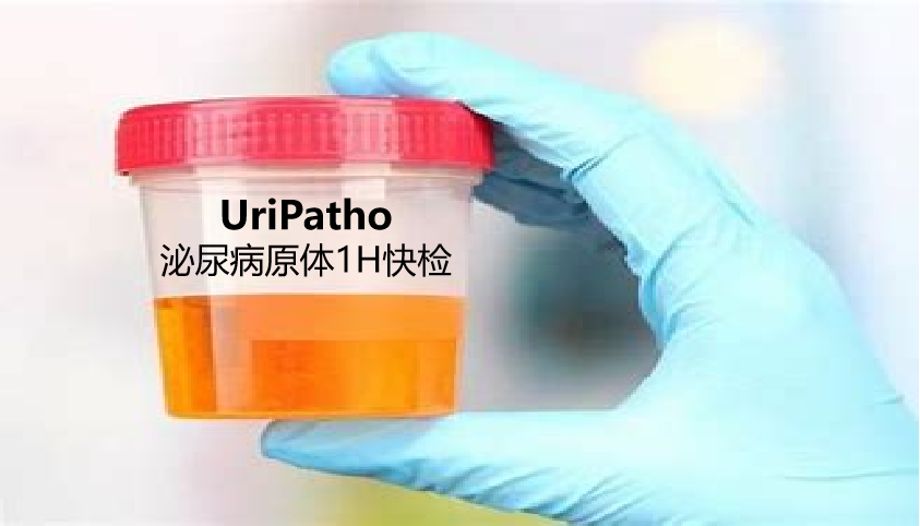 uriPatho，泌尿感染病原谱